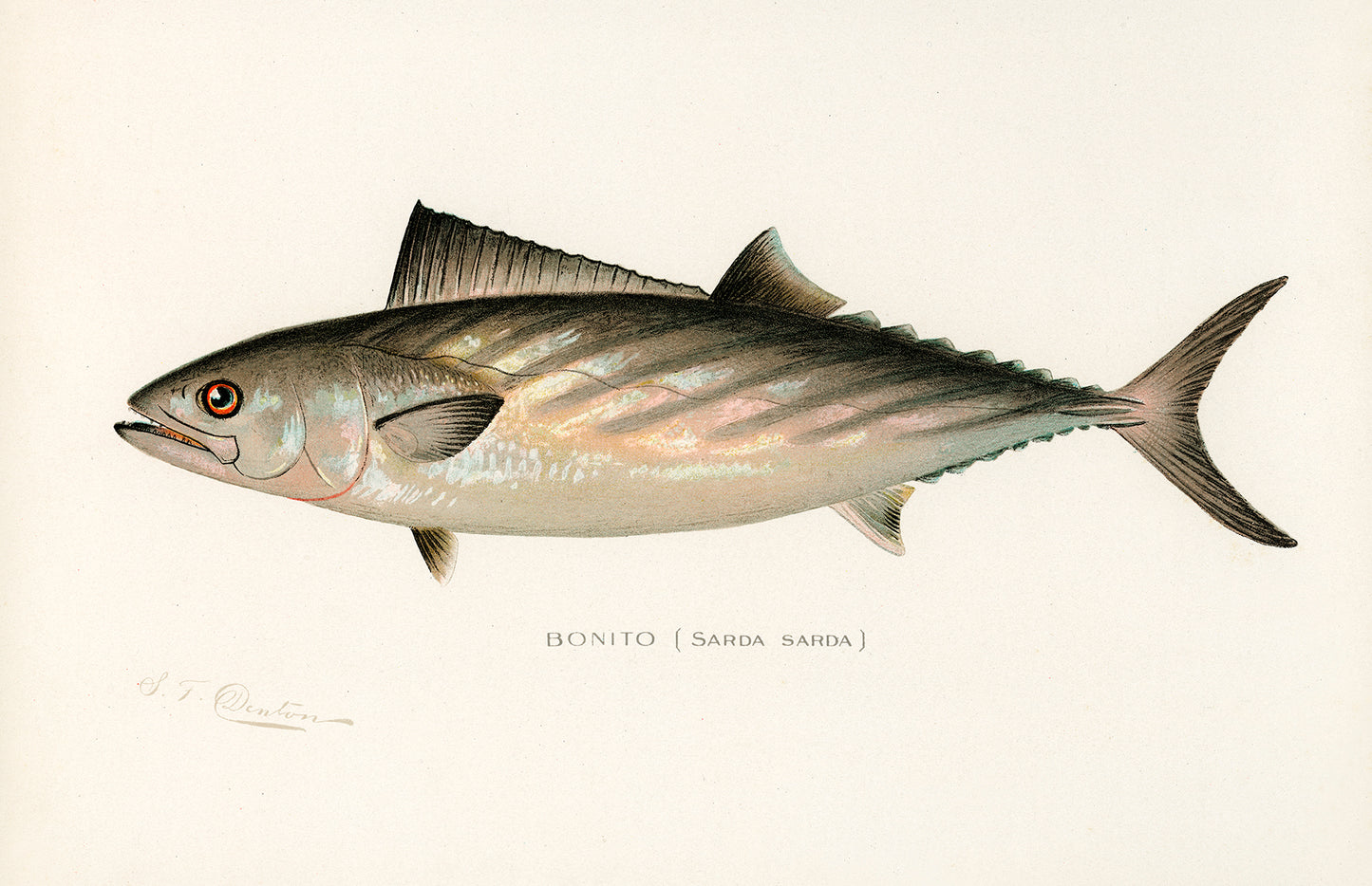 Bonito