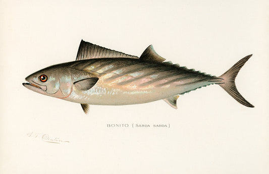 Bonito