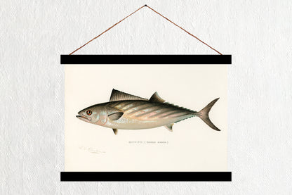 Bonito
