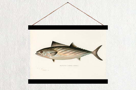 Bonito