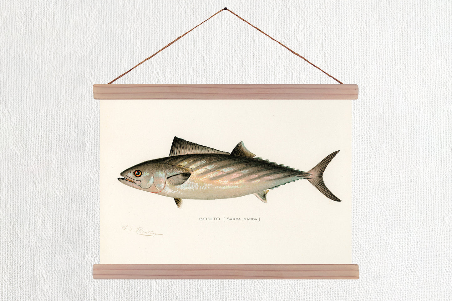 Bonito