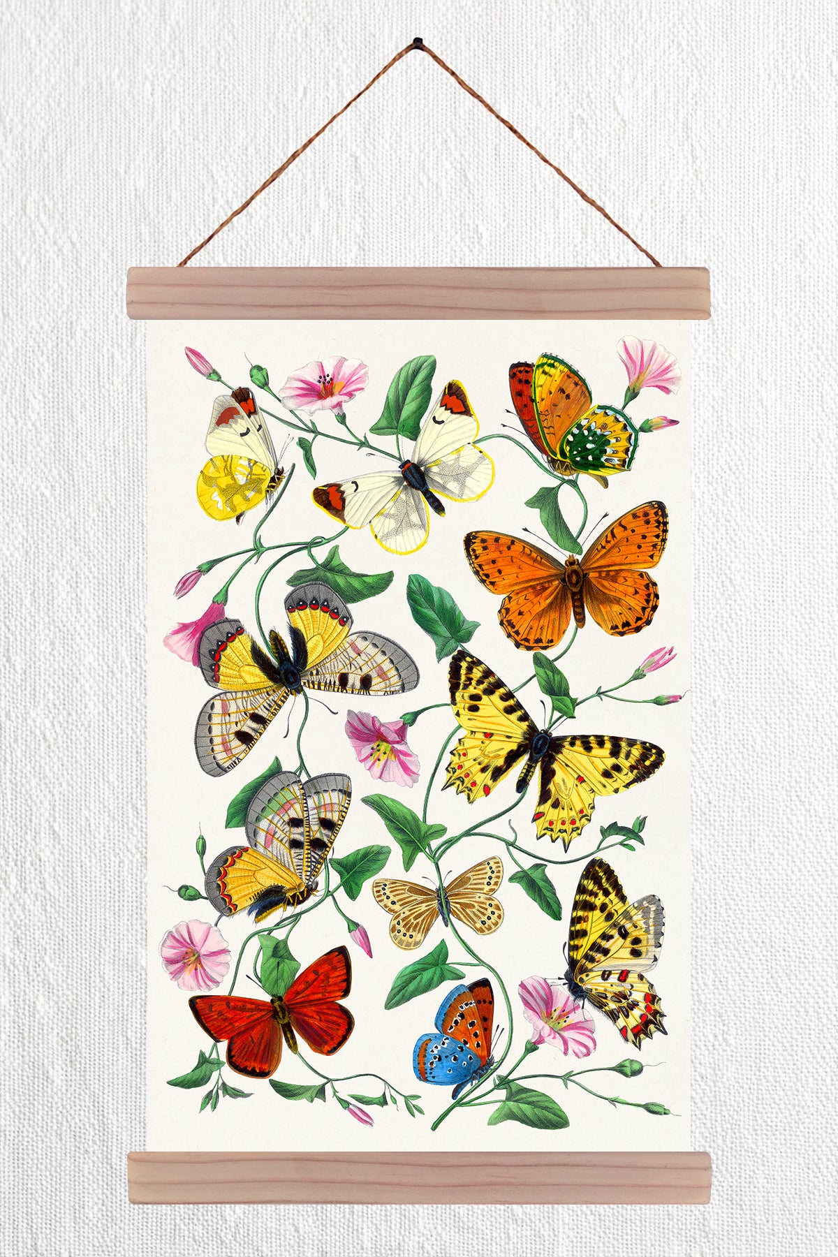 Butterfly & Moth