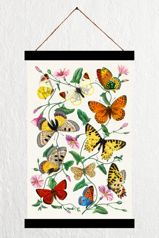 Butterfly & Moth