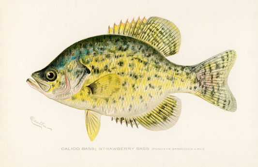Calico Bass - Strawberry Bass