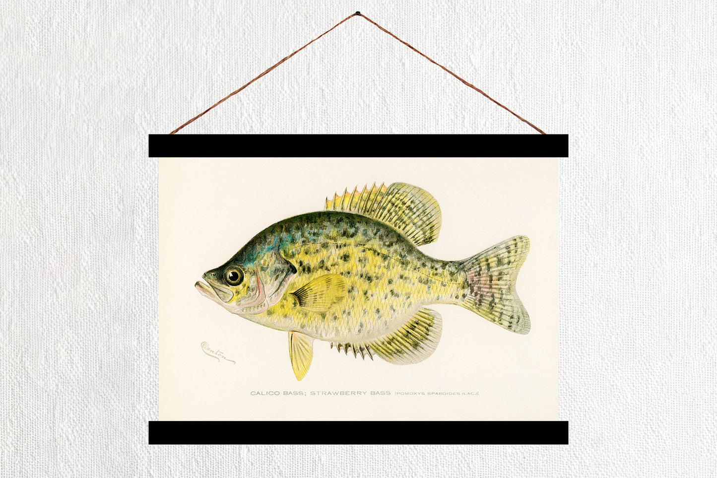 Calico Bass - Strawberry Bass