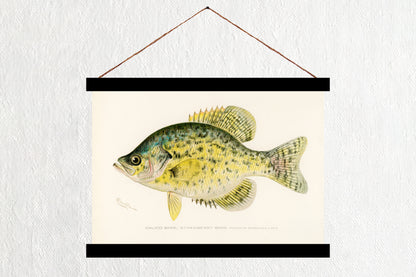 Calico Bass - Strawberry Bass
