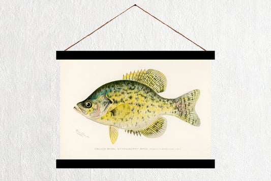 Calico Bass - Strawberry Bass