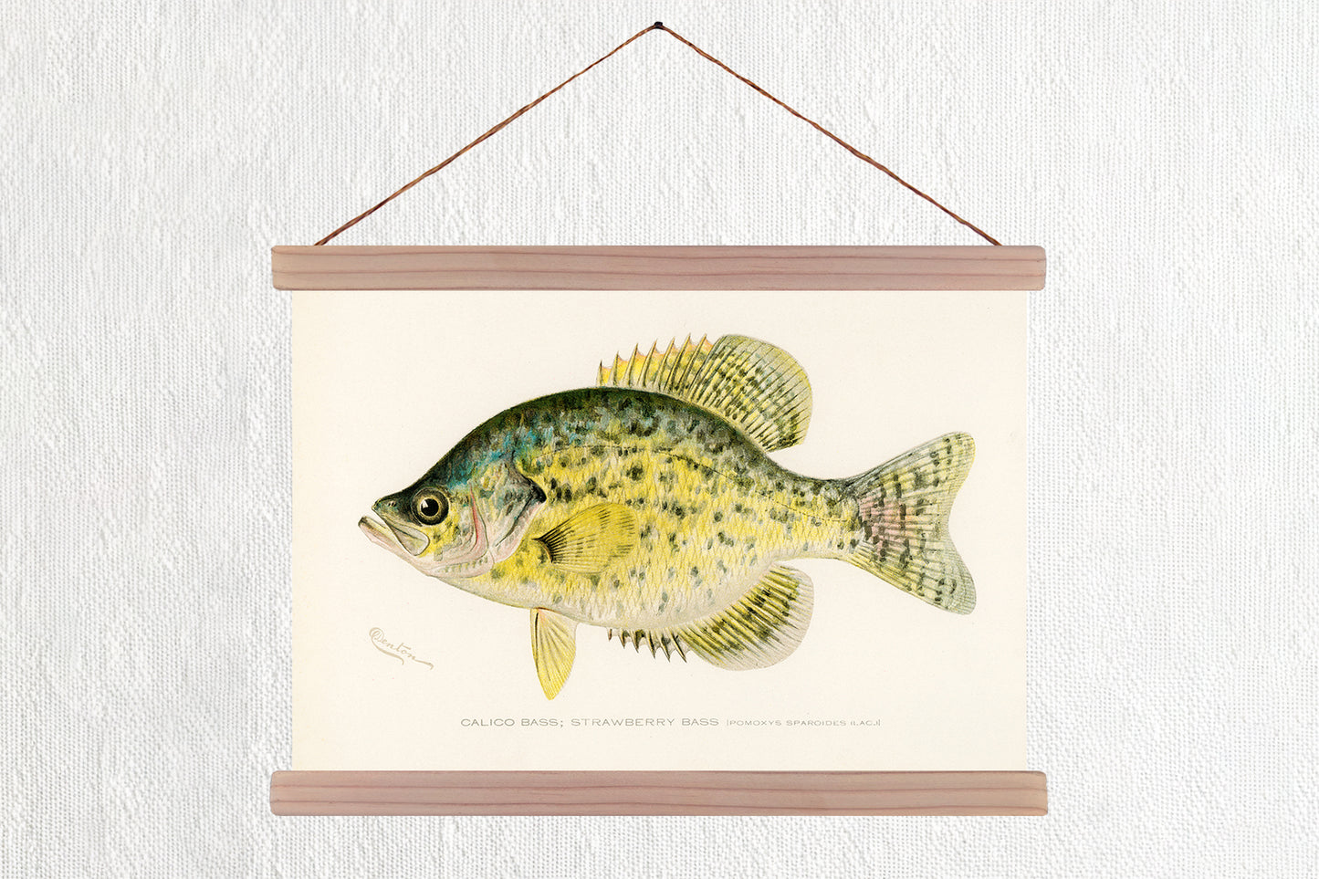 Calico Bass - Strawberry Bass