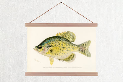 Calico Bass - Strawberry Bass