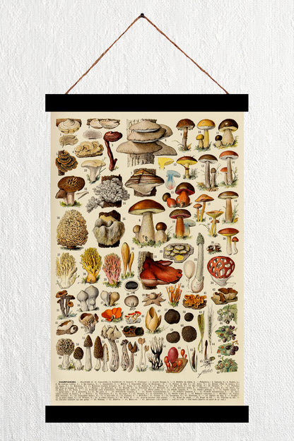 Champignons-couleurs 2