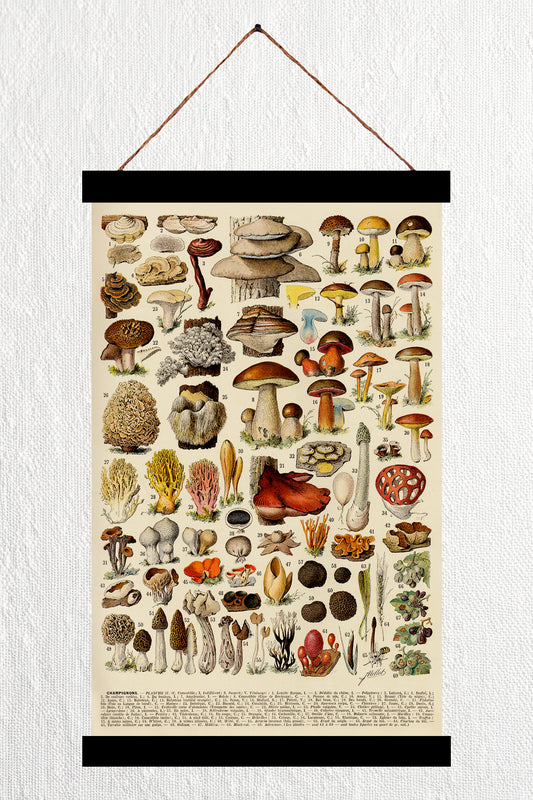 Champignons-couleurs 2