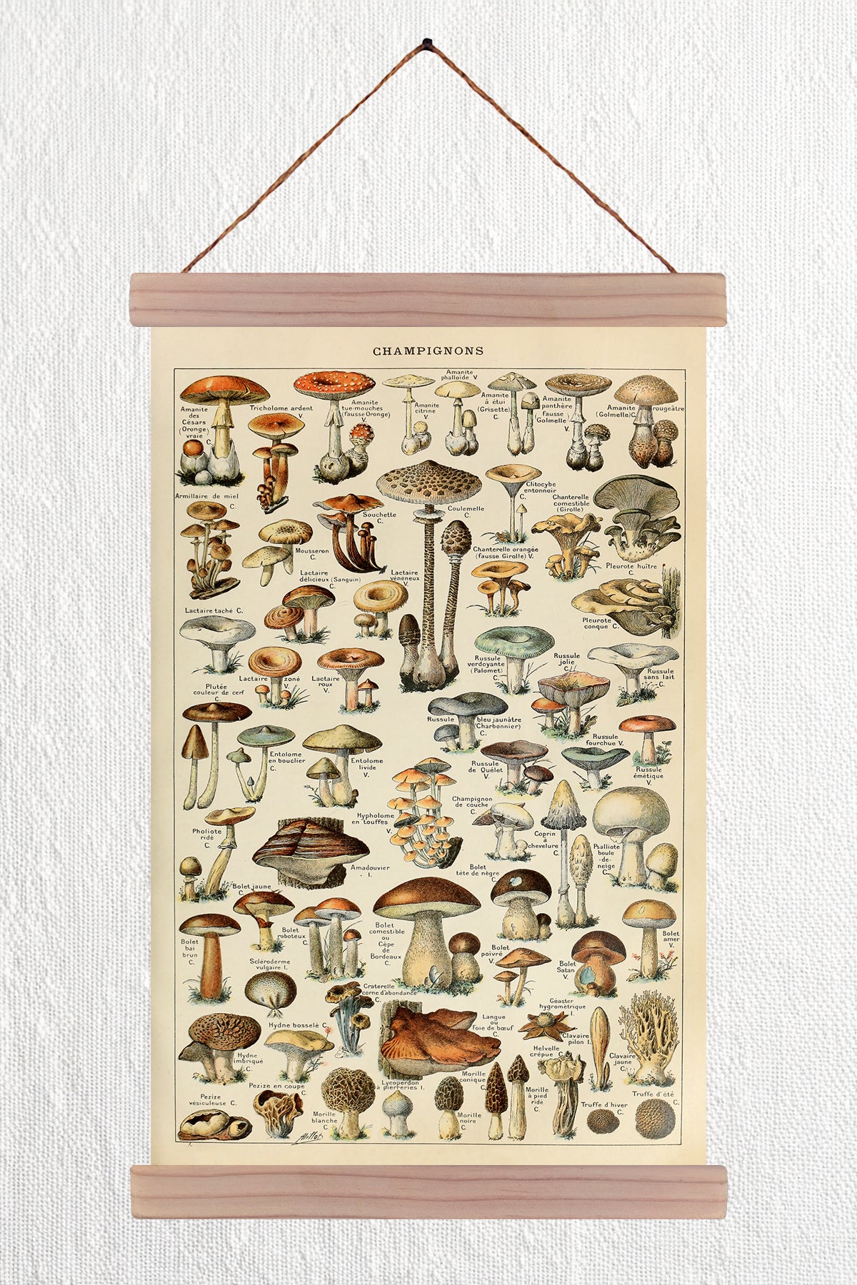 Champignons
