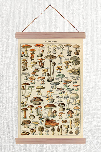Champignons