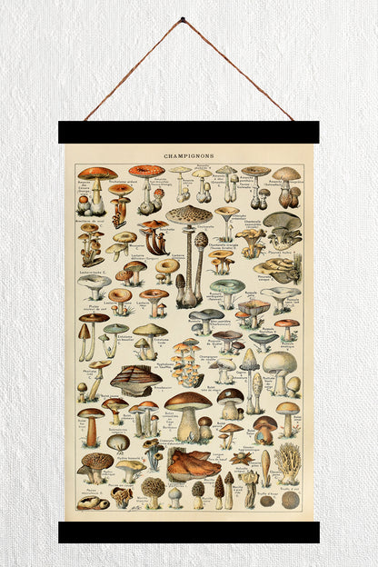 Champignons