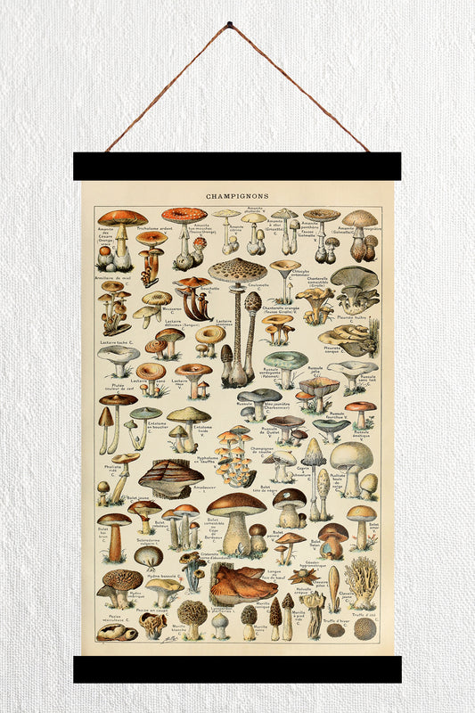 Champignons