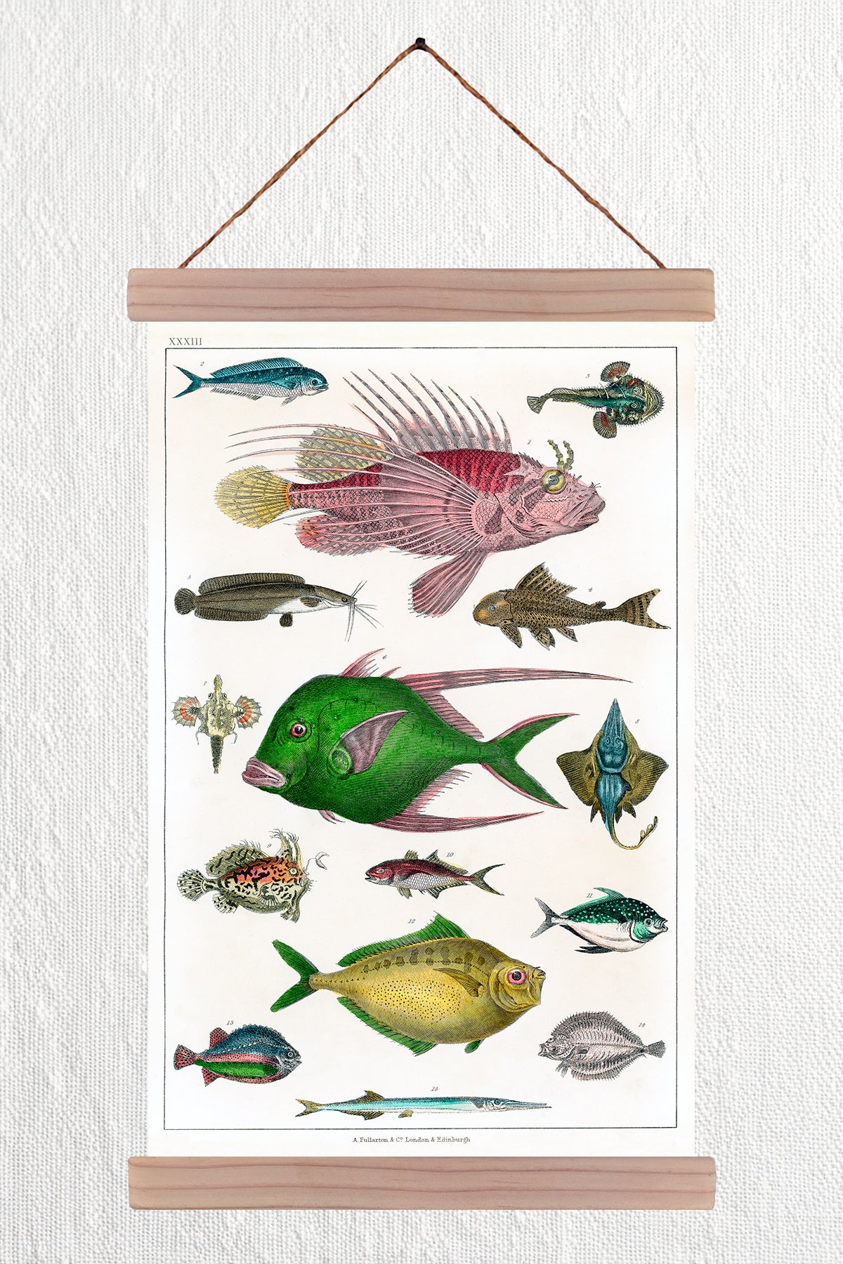 Collection of Various Fishes
