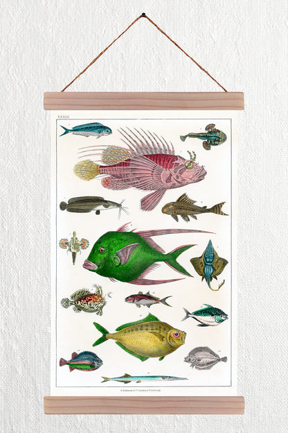 Collection of Various Fishes