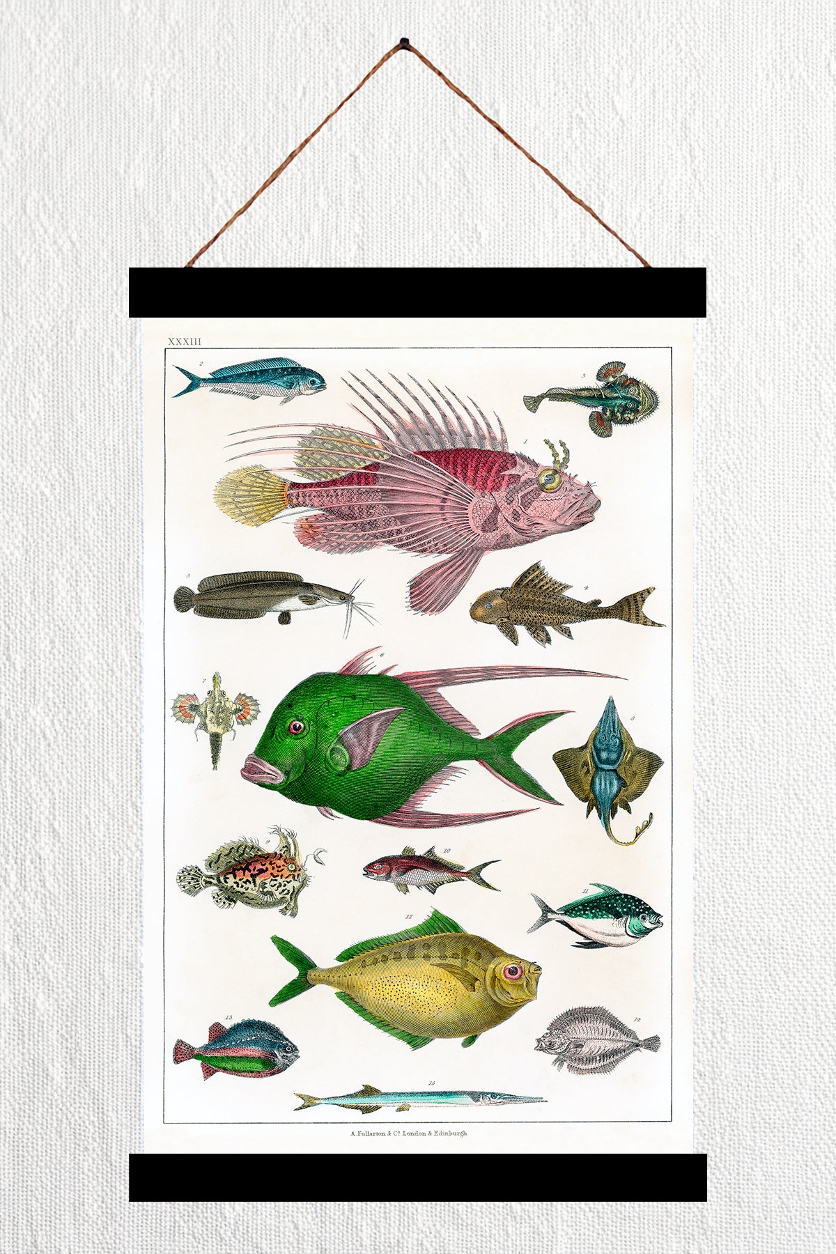 Collection of Various Fishes