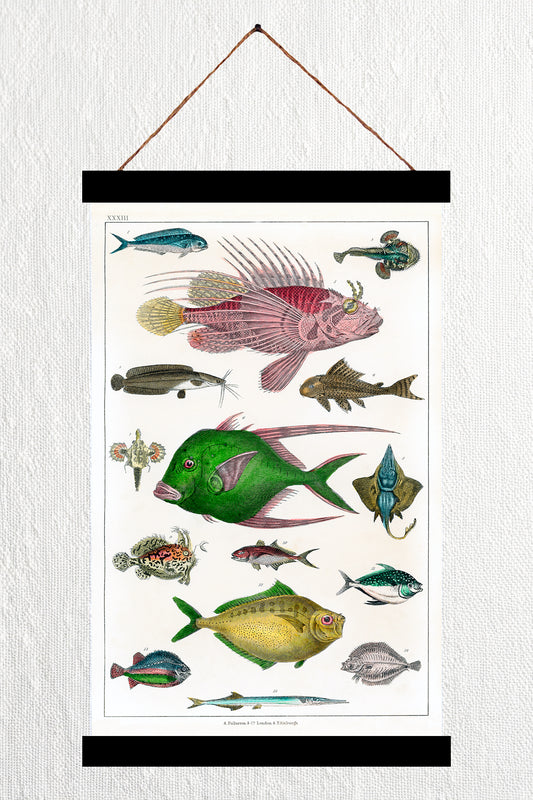 Collection of Various Fishes