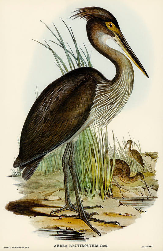 Great-Billed Heron