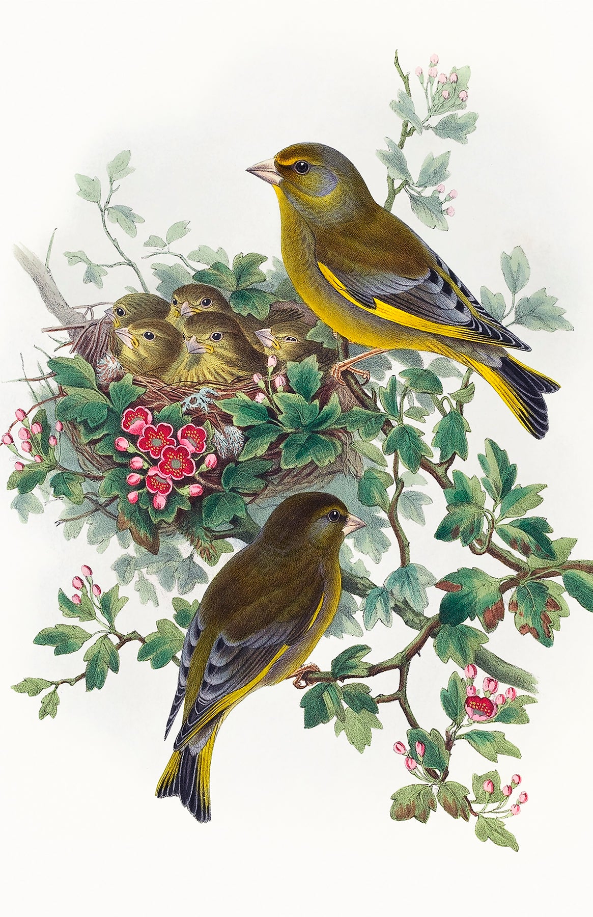 Greenfinch