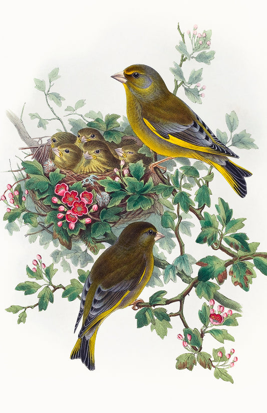 Greenfinch