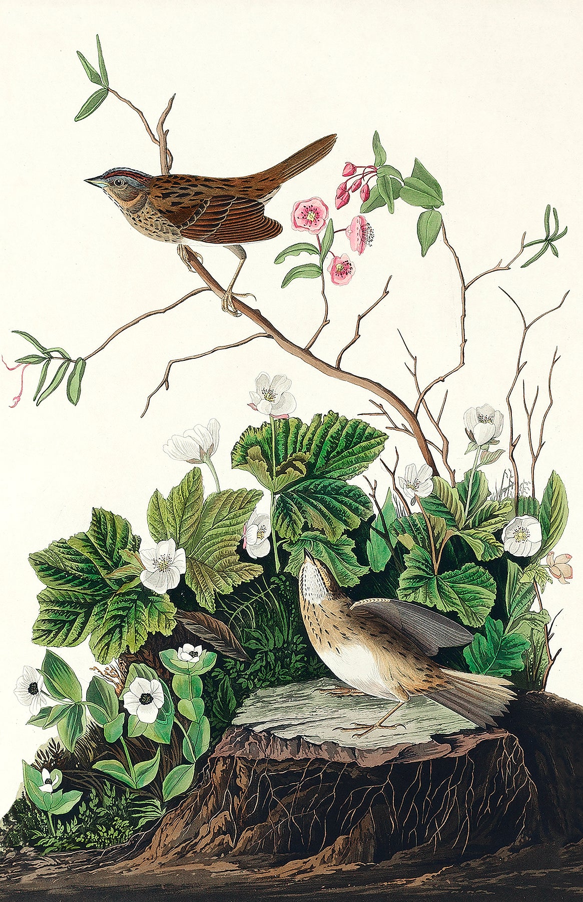 Lincoln Finch from Birds of America
