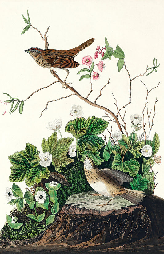 Lincoln Finch from Birds of America