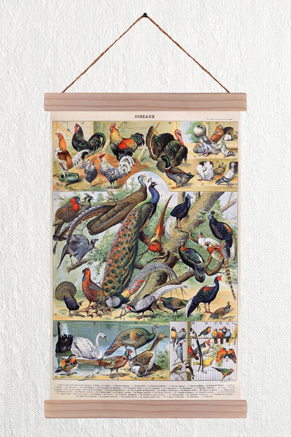 Oiseaux