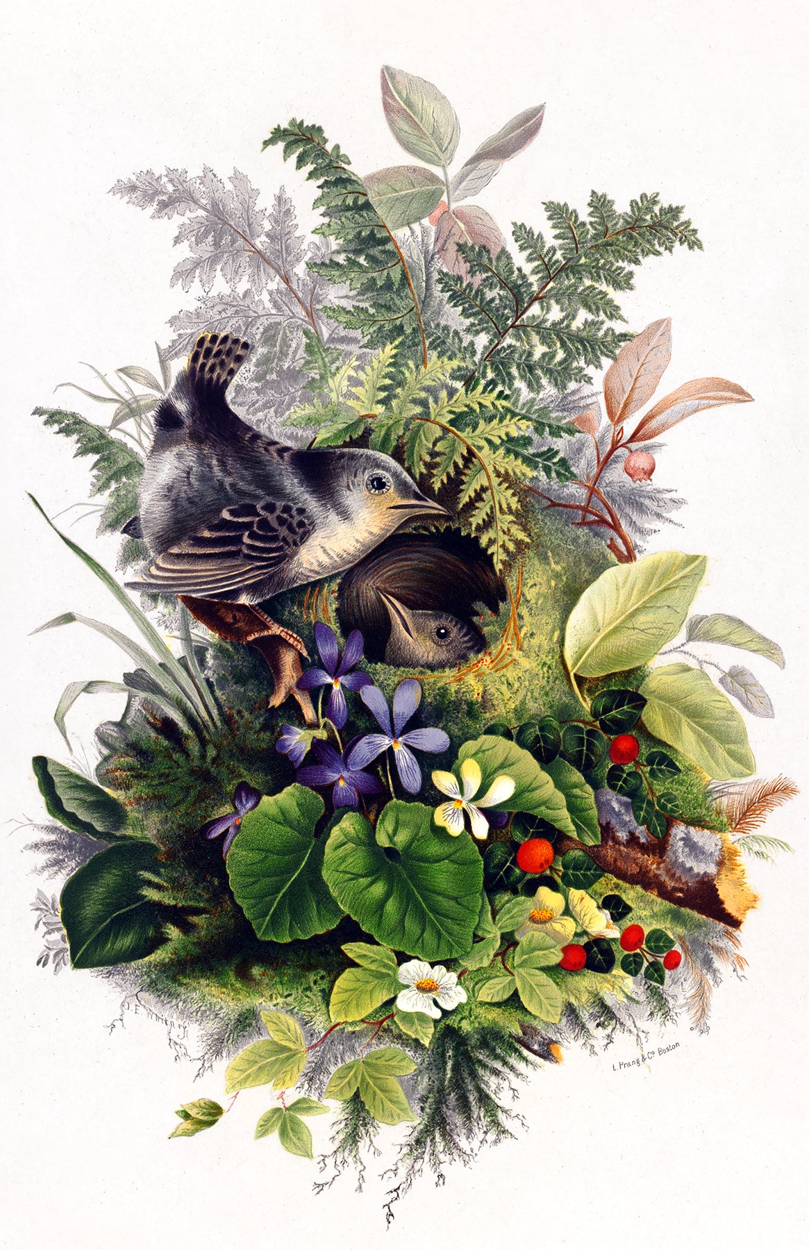 Olive E. Whitney's Bird