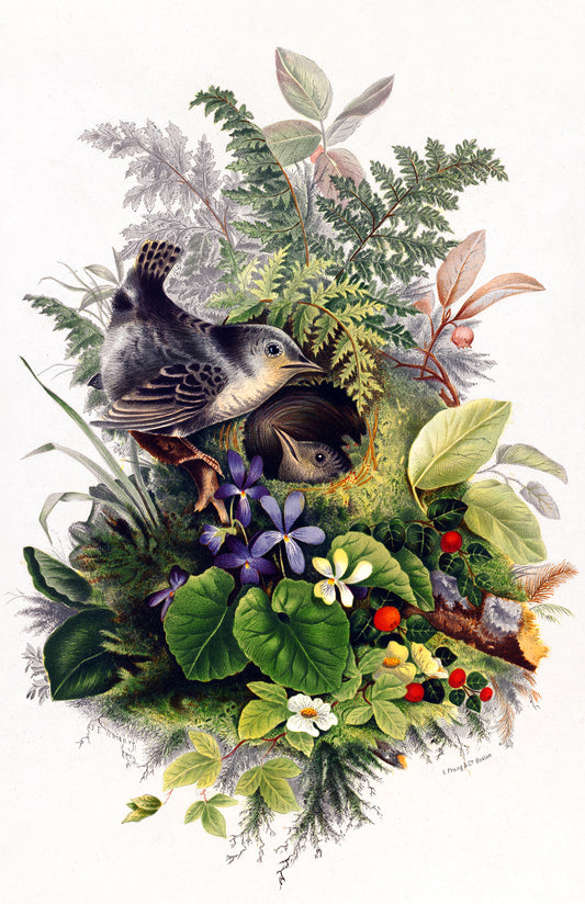 Olive E. Whitney's Bird