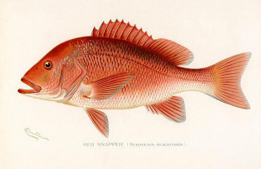 Red Snapper