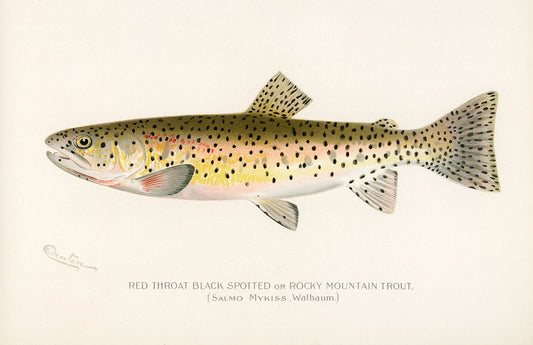 Rocky Mountain Trout