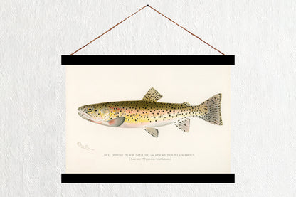 Rocky Mountain Trout