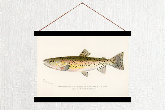 Rocky Mountain Trout