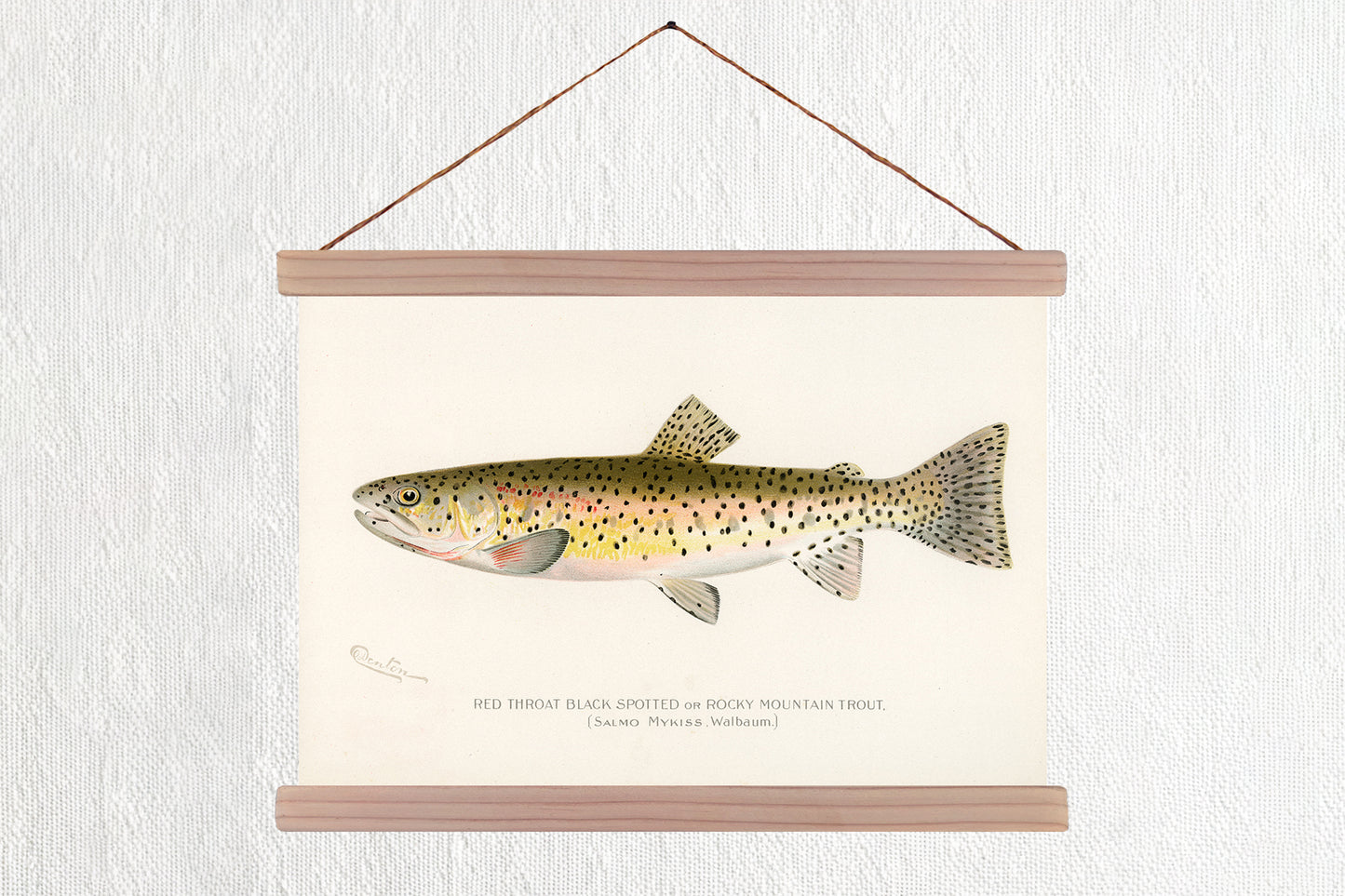 Rocky Mountain Trout