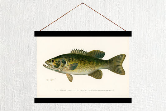 Small-Mouth Black Bass