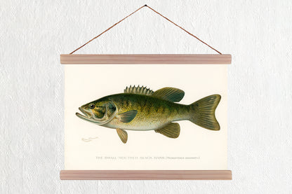 Small-Mouth Black Bass