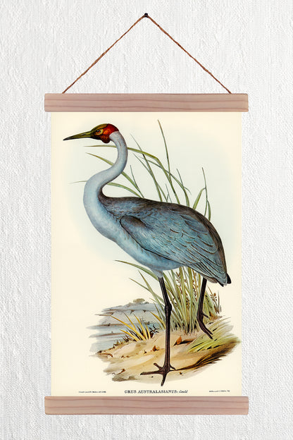 Australian Crane