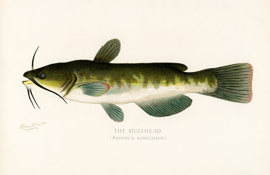 The Bullhead