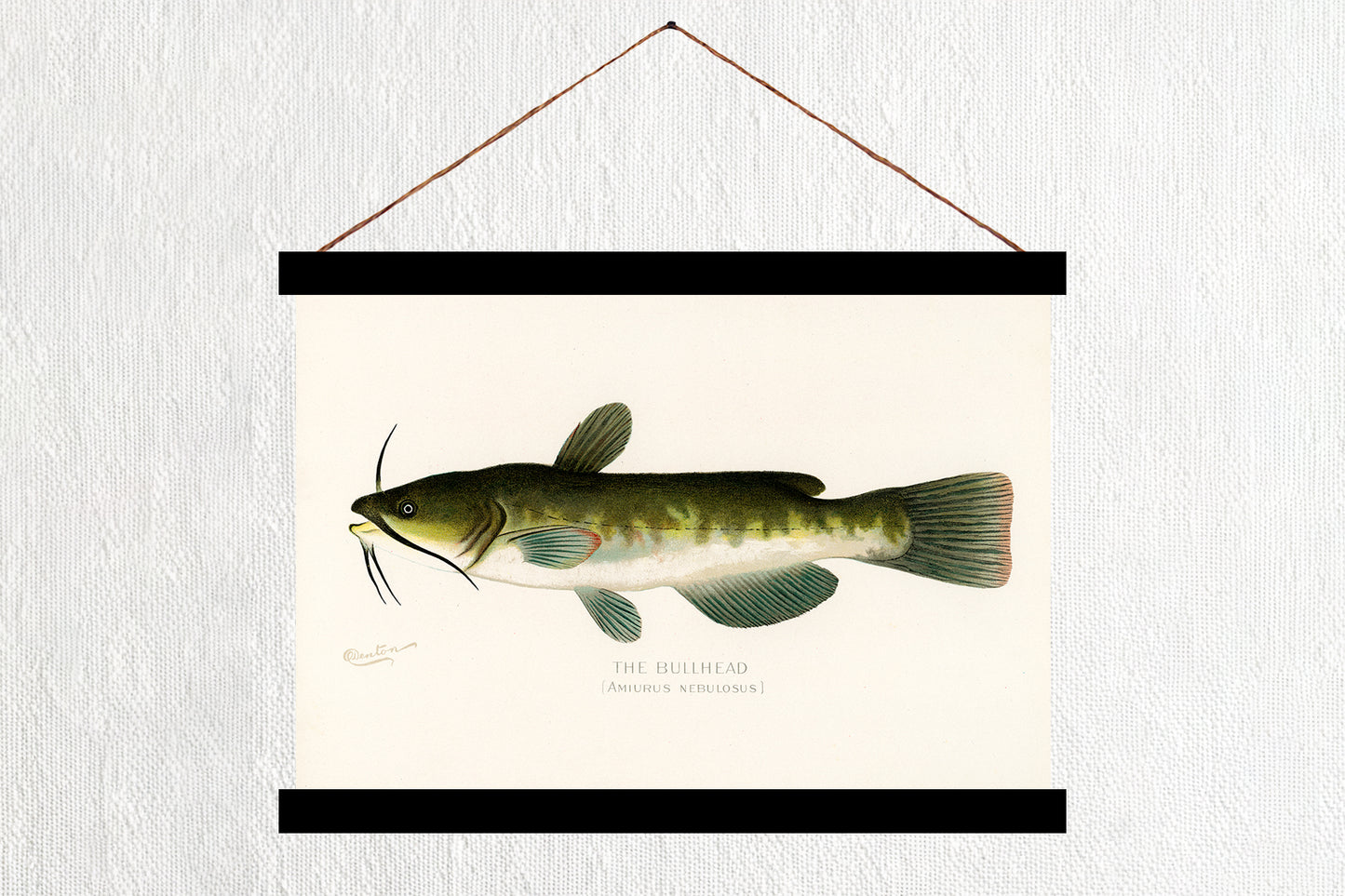 The Bullhead