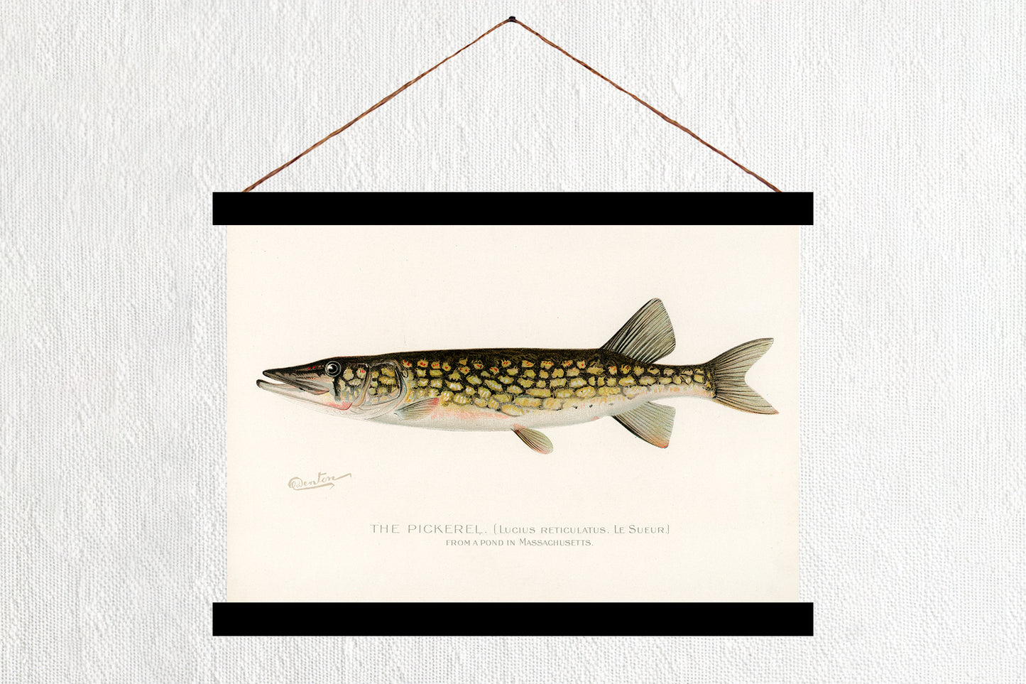 The Pickerel