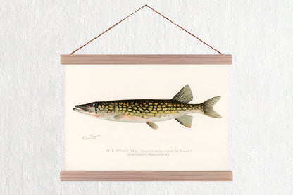 The Pickerel