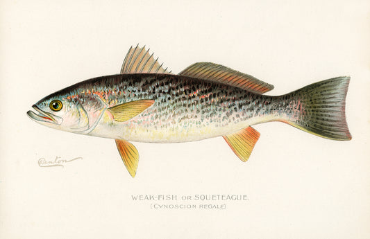 Weak Fish