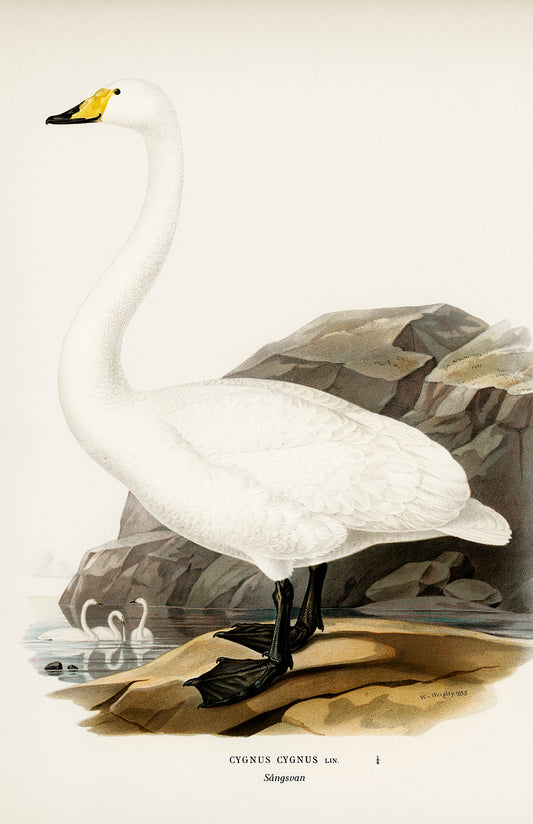 Whooper Swan