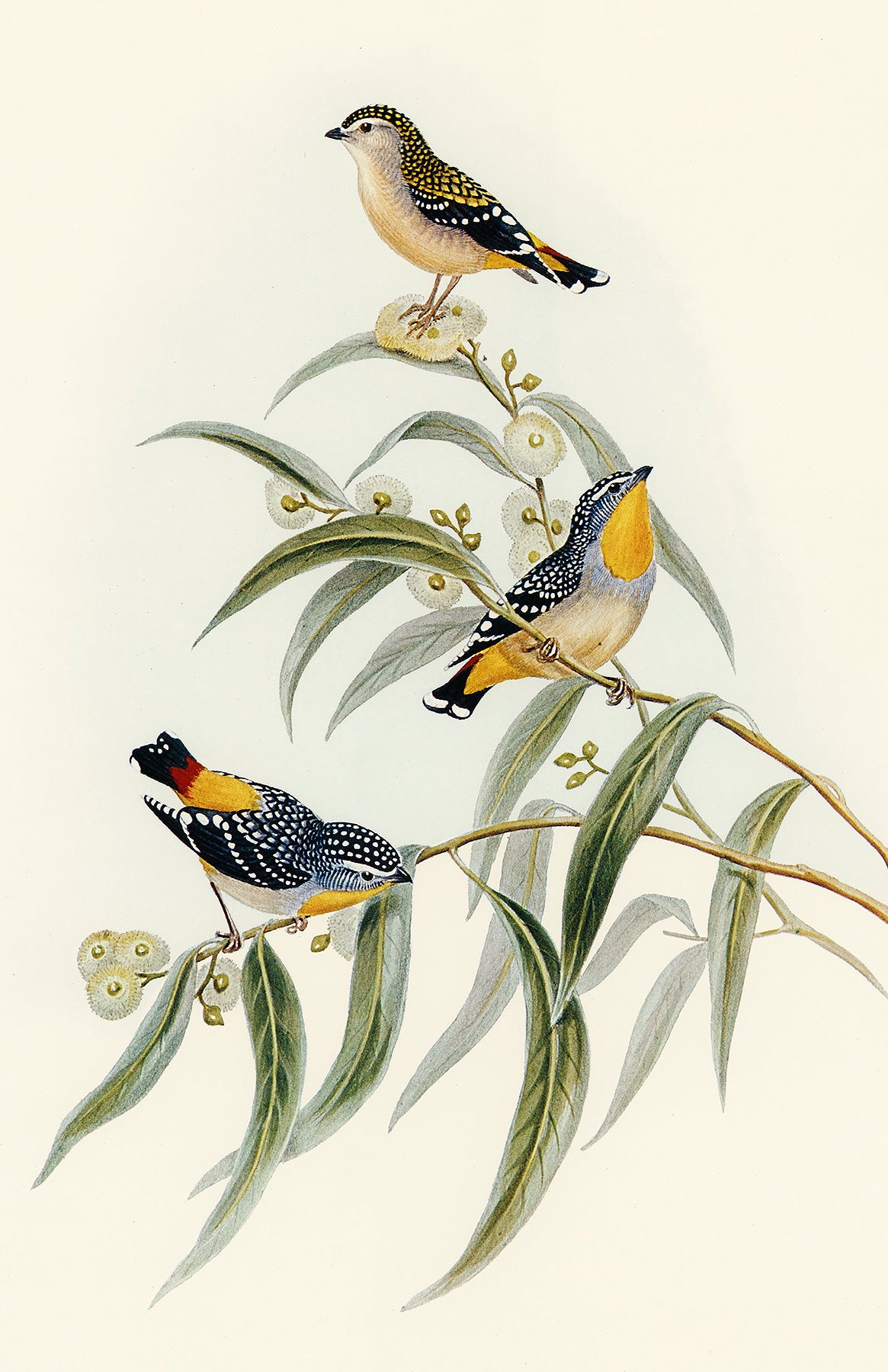 Yellow-Rumped Pardalote