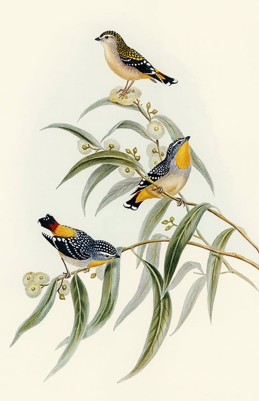 Yellow-Rumped Pardalote