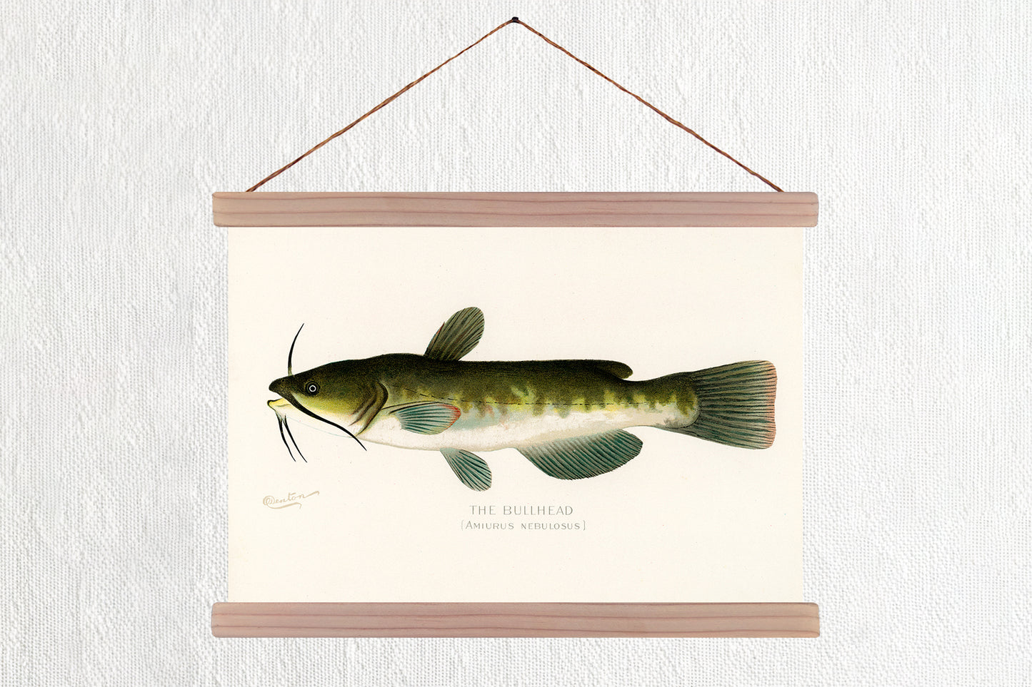 The Bullhead